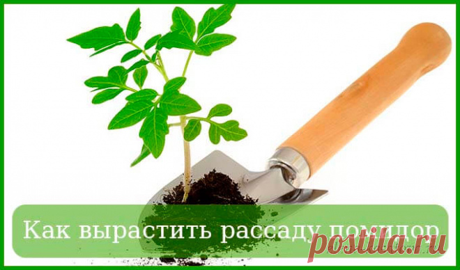 Как вырастить рассаду помидор в домашних условиях (пошаговая инструкция)