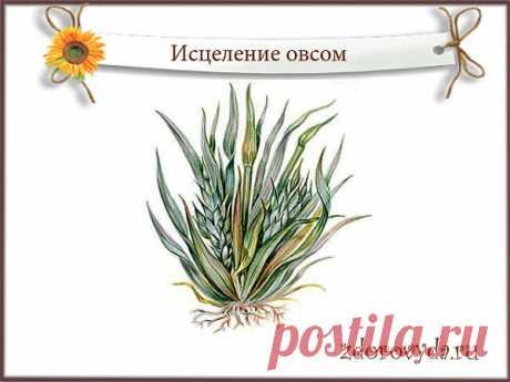 настой овса польза | Блог о красоте и здоровье