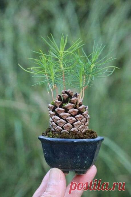 (465) Pinterest