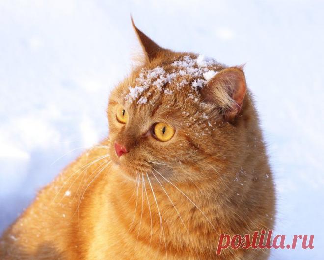 кот / Поиск по тегам / CATFOTO.COM фотографии кошек и котят, дикие кошки, блоги любителей кошек