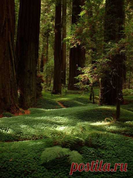 Redwood forest in California