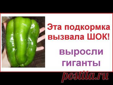 ПОСЛЕ ЭТОЙ ПОДКОРМКИ У ВАС БУДУТ ОВОЩИ ГИГАНТЫ