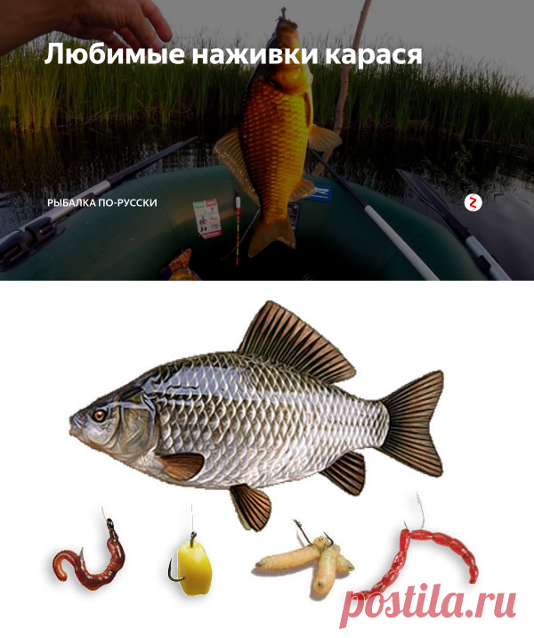 Любимые наживки карася | Рыбалка по-русски | Яндекс Дзен
