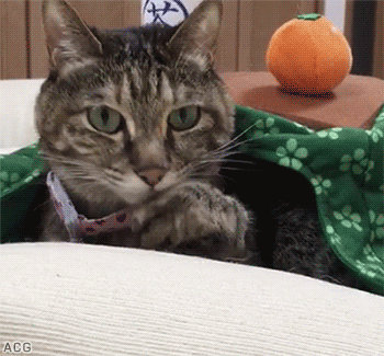 - Я же просил не снимать! 🙀