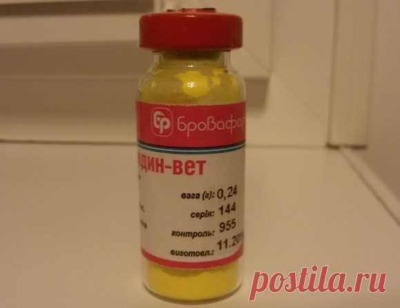 Моя схема лечения пироплазмоза у собак. Автор ветеринар — Дети Фауны