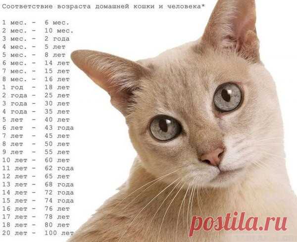 Соответствие возраста домашней кошки и человека
