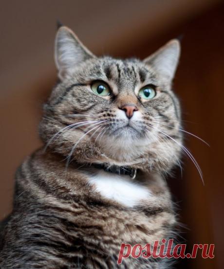 25 Animals That Are Incredibly Proud Of Themselves