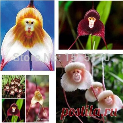 seeds natural Picture - More Detailed Picture about Beautiful Monkey face orchids seeds, Multiple varieties Bonsai plants Seeds for home & garden 100 pcs seeds Picture in Bonsai from Flower Story(Min Order$7+Gift) | Aliexpress.com | Alibaba Group