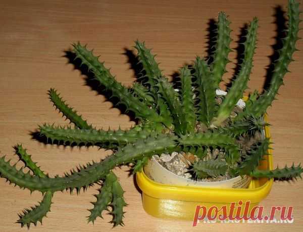 ГУЭРНИЯ (Huernia). Гуэрния: фото, цветение, размножение, уход - Сайт о растениях