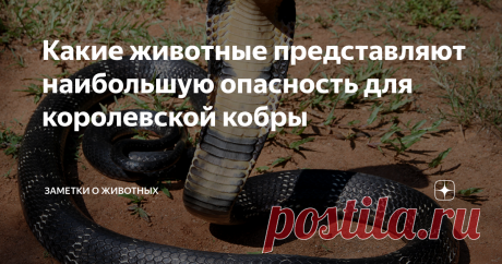 Какие животные представляют наибольшую опасность для королевской кобры В дикой природе схватки между животными порой бывают очень ожесточенными.
Особенно с таким опасным противником, как королевская кобра. Но есть у нее враги. 
