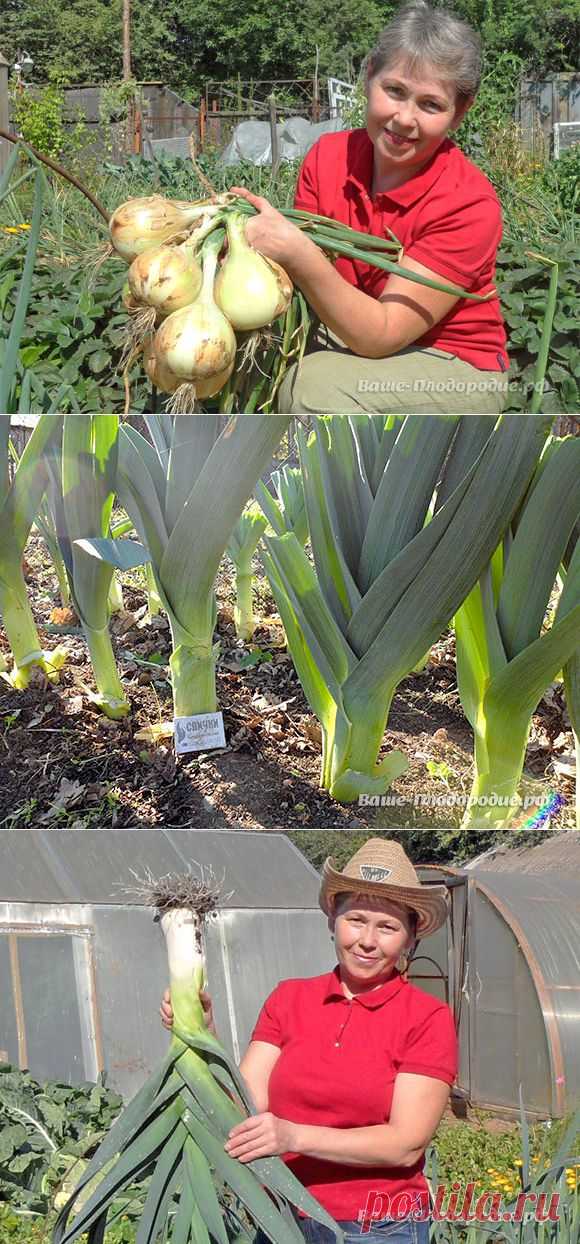 Луковое царство - такой урожай восхищает!