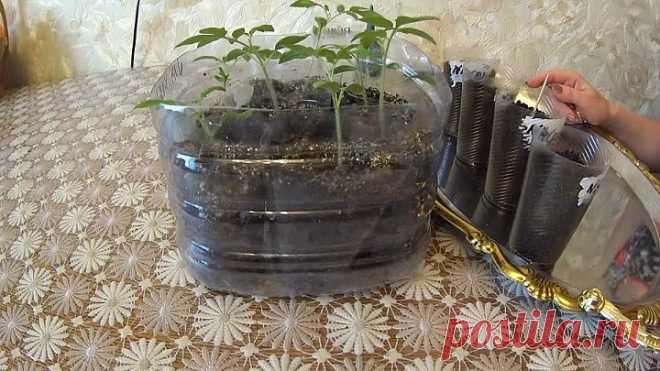 КИТАЙСКИЙ СПОСОБ ВЫРАЩИВАНИЯ РАССАДЫ ТОМАТОВ!!!