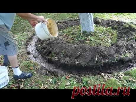 265. хотите КРУПНЫЕ ЯБЛОКИ...