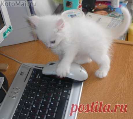 Маленький охотник