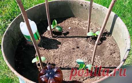 Огурцы в бочке – технология выращивания: посадка и уход