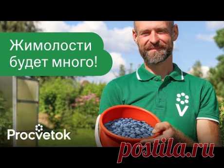 ЖИМОЛОСТЬ ДАСТ ОГРОМНЫЙ УРОЖАЙ СЛАДКИХ ЯГОД, если знать эти 5 особенностей!