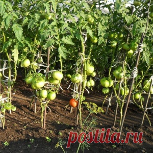 Народные средства для подкормки помидоров – самые лучшие рецепты - МирТесен