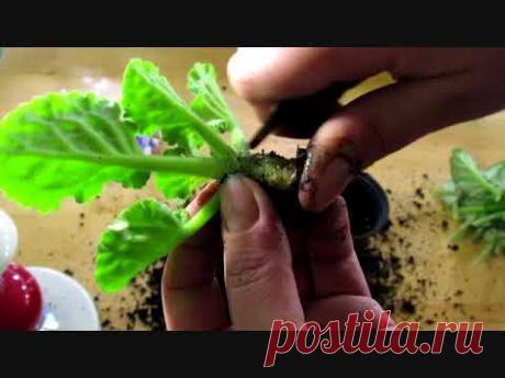 Что случилось с опыленной розеткой. Первый блин комом.