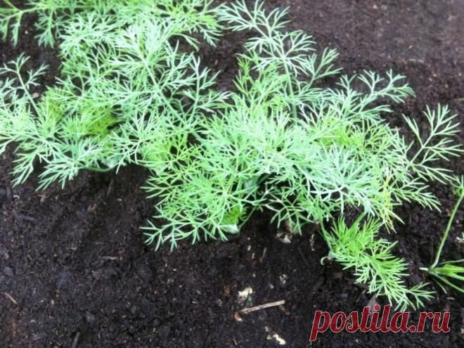 Теперь каждый год собираю укроп охапками, залог всему простой секрет, о котором должен знать каждый садовод (обязательно берите на заметку) | Дневник деревенского садовода 2.0 | Дзен