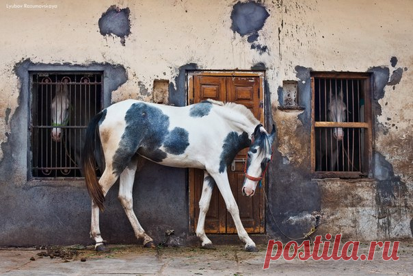 Фото дня. «Виновны!».