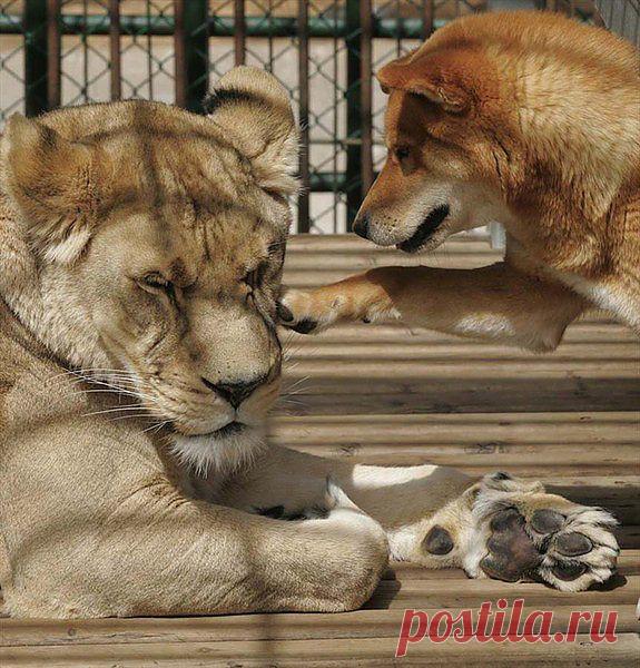 странные парочки