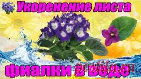 Размножение фиалки фрагментом листа. Уроки вязания на видео