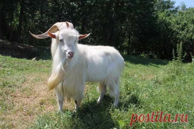 страницы которые создавались константина валерьевича сосницкого краснодар: 10 тыс изображений найдено в Яндекс.Картинках