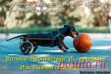 Лучшие котоматрицы недели / Питомцы