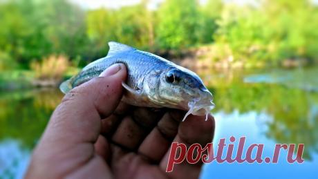 За 20 минут - Ведро пескарей. Как ловить рыбу ногой, без удочки и поплавка!