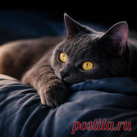 Котлетка
