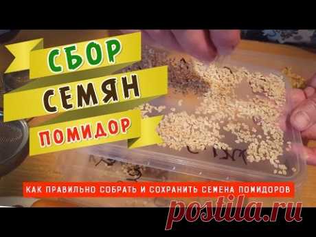 Как правильно собрать и сохранить семена помидоров!