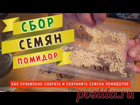 Как правильно собрать и сохранить семена помидоров!