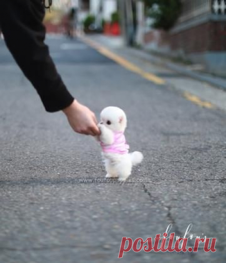 Teacup Pomeranian Puppies for Sale | Micro Toy Pomsky