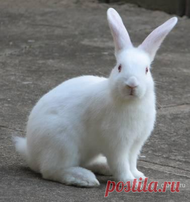 Мастер класс как нарисовать кролика / Уроки рисования для начинающих карандашом, поэтапный метод / КлуКлу. Рукоделие - бисероплетение, квиллинг, вышивка крестом, вязание