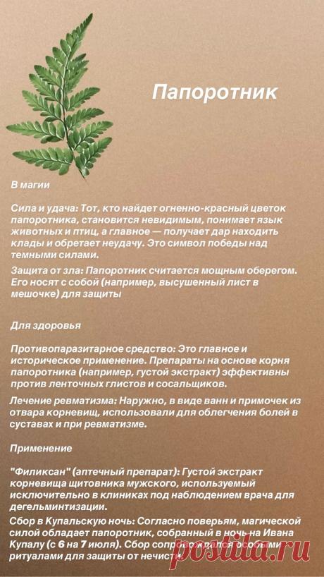 Папоротник для здоровья и в магии