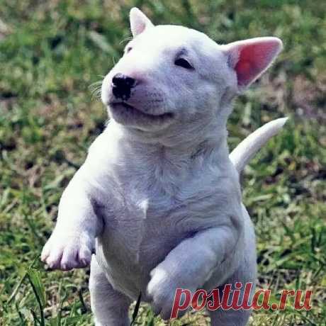 Бультерьер : не просто «бойцовая» собака, а преданный друг с характером и стилем