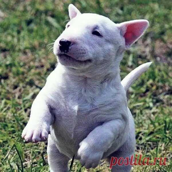 Бультерьер : не просто «бойцовая» собака, а преданный друг с характером и стилем