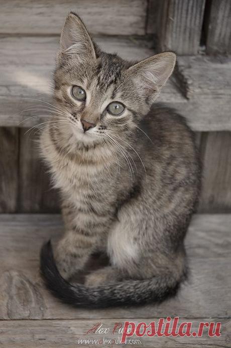 35PHOTO - Александр Путев - о грусти в глазах ...