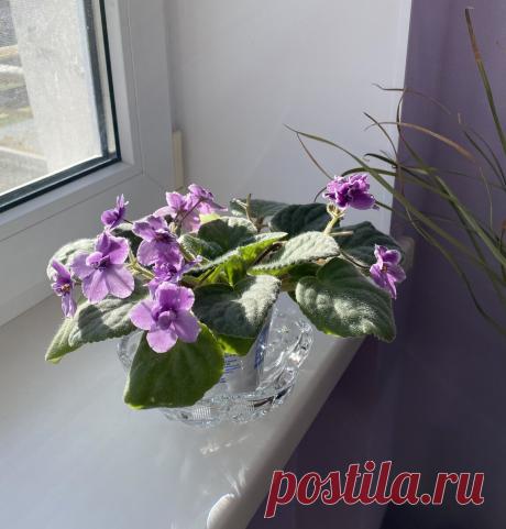 Обрезка старой фиалки, чтобы лучше цвела | Цветочные советы от Елены | Дзен