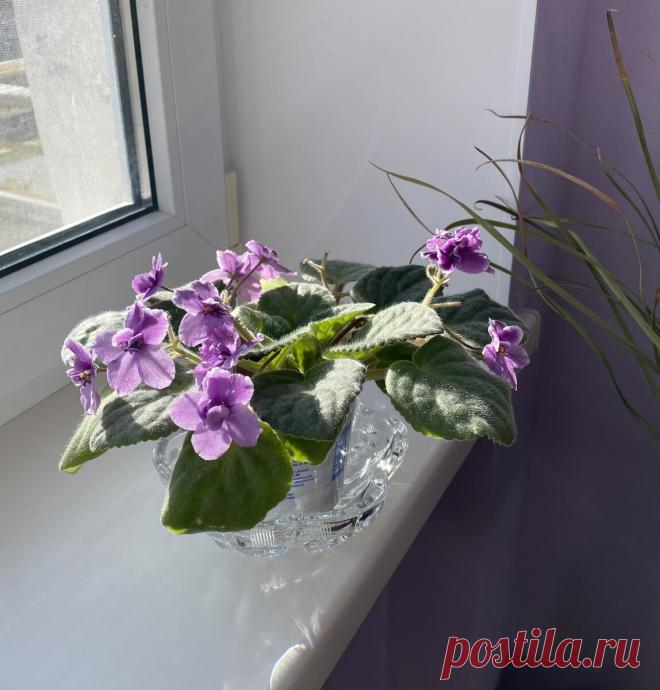 Обрезка старой фиалки, чтобы лучше цвела | Цветочные советы от Елены | Дзен