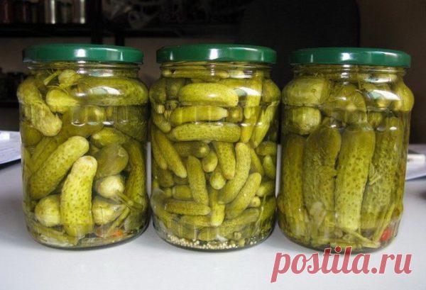 Обожнюю їх. Так і тягне до тієї баночки. Смачне все: хрусткі злегка солодковаті огірочки, і пряний розсол Чудовий рецепт для ваших заготовок. Складові: Огірки свіжі (скільки увійде в банку); Парасольки кропу – 2-3 шт; Лист хрону –