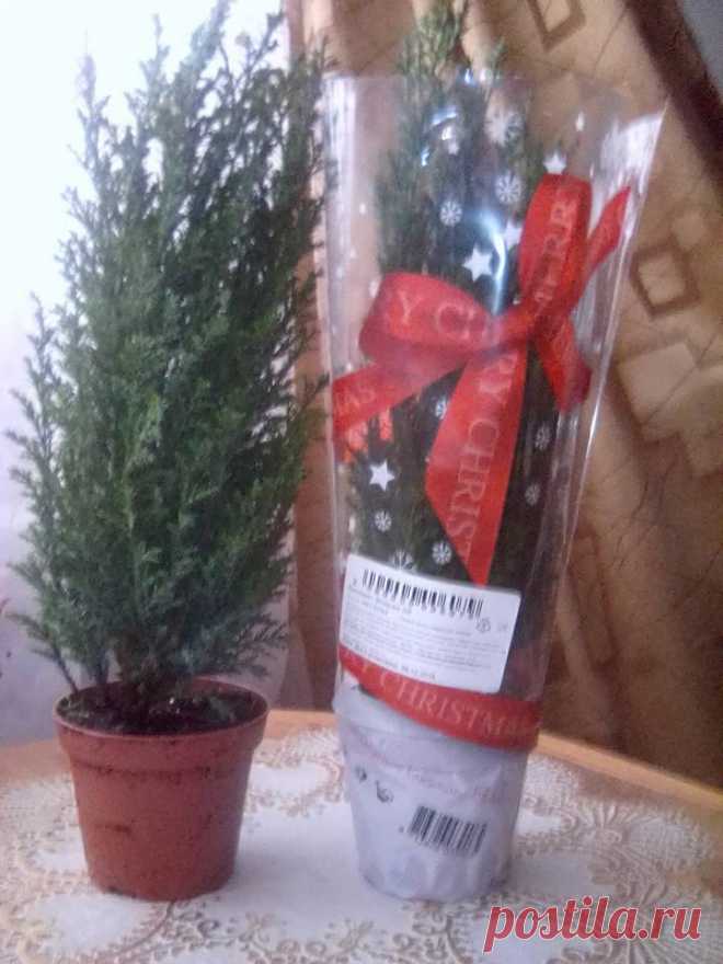 Уважаемые садоводы, нужен ваш совет.
Купила два кипариса в подарочном варианте, как Новогодний сувенир. На этикетке написано 
