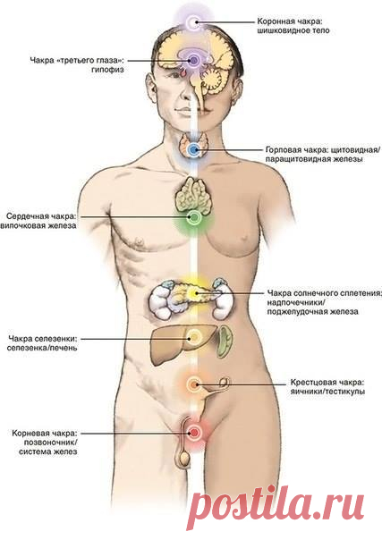 Связь семи чакр с органами физического тела