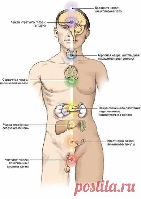 Связь семи чакр с органами физического тела