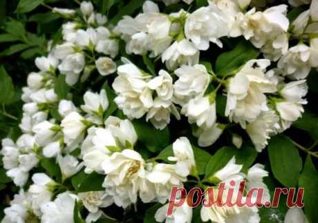 ТОП-5 неприхотливых кустарников, которые очень красиво цветут - Идеальная хозяйка