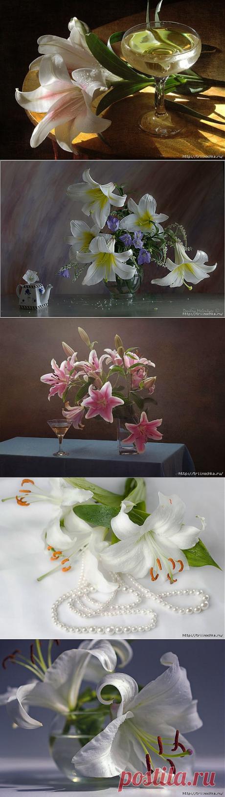 Лилии, аккорд и радости, и нежности.