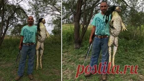 В США охотник поймал 6-килограммовую "ЦАРЕВНУ-ЛЯГУШКУ"