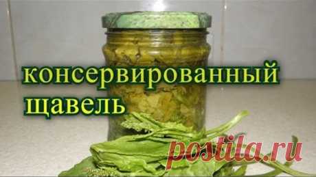 щавель консервированный пятиминутка