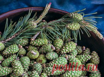 Рецепт варенья из сосновых шишек Очень вкусный и полезный рецепт
Казалось бы, до начала сезона варенья и домашних заготовок еще далеко. Но можно и не дожидаться, пока поспеют сливы, персики, яблоки и т.д. А прямо в мае отправиться в …