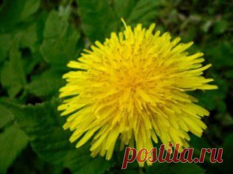 9 способов борьбы с сорняками